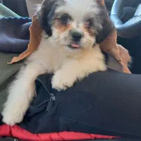 واگذاری سگ شیتزو