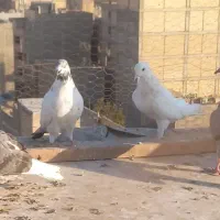 کبوتر تهرانی|پرنده|محمدشهر, محمدشهر|دیوار