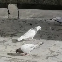 طوقی خال قدیم الماسی|پرنده|سنندج, |دیوار