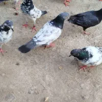 کفتر خوب تضمینی زیر قیمت 13تا پنج ملیون