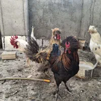 خروس سلطان و محلی