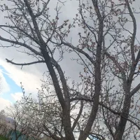 باغ در جاده بناب بعد از سراهی جواش