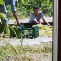 اکیپ کارگر داریم برای باغ و مزرعه|خدمات باغبانی و درختکاری|بروجرد, |دیوار