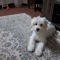 راهنمایی سگ گم کردم مژدگانی ۵۰ میلیونی