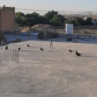 کفترپرشی|پرنده|بندر ماهشهر, |دیوار