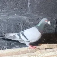 کبوتر پلاکی