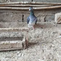 آلمانی جوانه با یک جفت جوجه|پرنده|گنبد کاووس, |دیوار