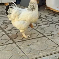 تخم مرغ برهماامپراطورنطفه دار