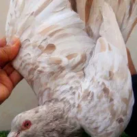 سار هفت‌ رنگ طلایی|پرنده|مشهد, ویلاشهر|دیوار