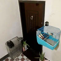 مرغ مینا مست با قفس خانگی از بچگی پیشم بوده 3|پرنده|بندر ماهشهر, |دیوار