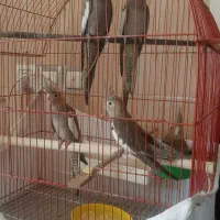 ۷۰ روزه عروس هلندی