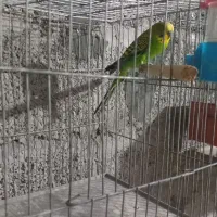 مرغ عشق|پرنده|رشت, گلسار|دیوار