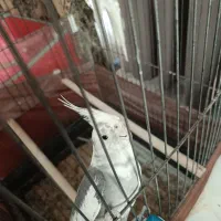 عروس هلندی جفت نروماده بالغ
