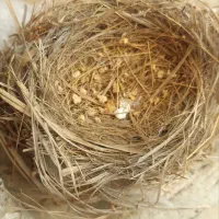 جوجه سهره باغی