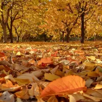 سرمایتو همین الان تبدیل کن