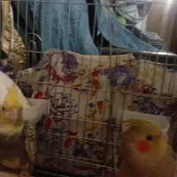 عروس هولندی|پرنده|نظرآباد, نظرآباد|دیوار