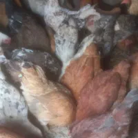 مرغ و خروس گلین|حیوانات مزرعه|ازنا, |دیوار