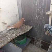 چند جفت کبوتر فروشی