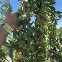 فروش نهال بادام شاهرودی پوست سنگی دیرگل