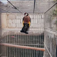 سهره سه ساله