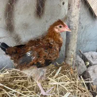 مرغ و خروس گلین اصل