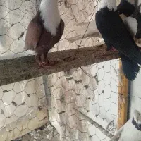 کبوتر کلاغ سیاه کربلائی