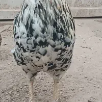 مرغ و خروس|حیوانات مزرعه|اهواز, کوی ابوالفضل|دیوار