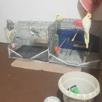 قفس عروس و قناری