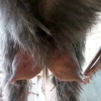 سن جون سه بیگ  10 قیمت  سن جون سه بیگ|حیوانات مزرعه|مسجد سلیمان, |دیوار