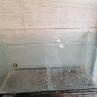 اکواریوم|ماهی|اهواز, زیتون کارمندی|دیوار