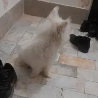 سگ پاپی|سگ|تربتحیدریه, شهرک ولیعصر|دیوار