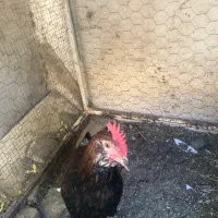 جوجه مرغ