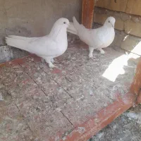 کبوتر  سفید پر
