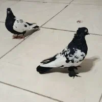کبوتر