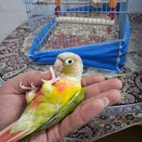 گرینچیک دستی.سخنگو