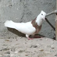 کلفه نر|پرنده|اردبیل, |دیوار