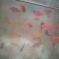 ماهی کالر ویدو|ماهی|اسلام‌شهر, مظفریه|دیوار