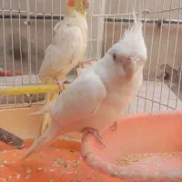 طوطی عروس