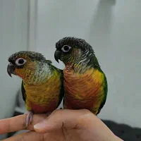 جفت گرینچیک دستی|پرنده|شهریار, شهرک وائین|دیوار