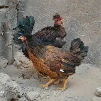 مرغ و  خروس سالم و خوب