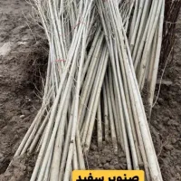 توزیع نهال صنوبر و میوه گلدانی