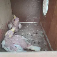 جوجه عروس هلندی لوتینوسرلاکی