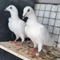 کبوتر بزک ،فری ،کویتی، پلنگی .آس|پرنده|گنبد کاووس, |دیوار