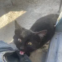 گربه سیاه|گربه|اردبیل, |دیوار