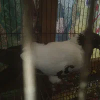 کبوتر پرستویی.فروش یا معاوضه|پرنده|آمل, |دیوار