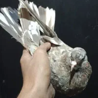 کبوتر