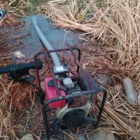 مور آب گزایلی