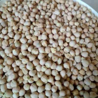 فروش نخود محلی|خوردنی و آشامیدنی|کامفیروز, |دیوار