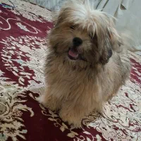 سگ شیتزو سوپر فلت