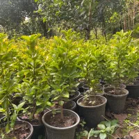 فروش فوری شمشاد طلایی